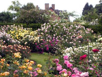 David-Austin-Roses
