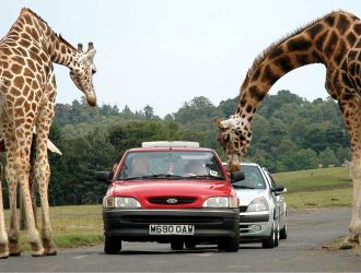 West-Midland-Safari-Park