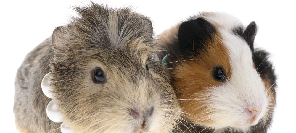 guinea pig on white background guinea pig on white background